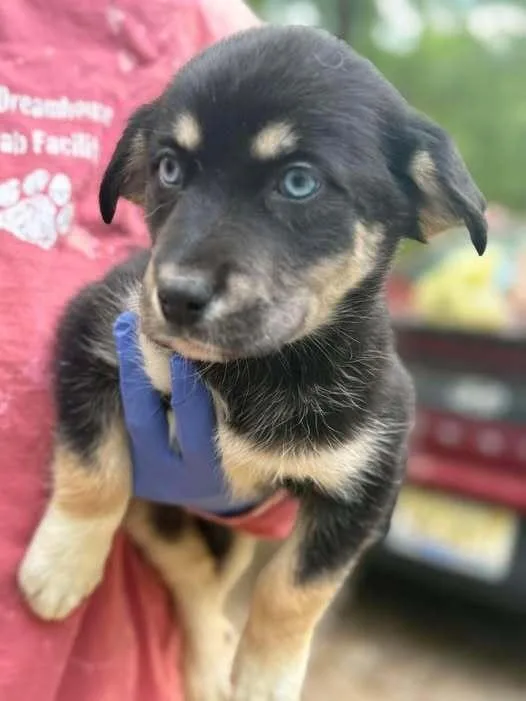 A baby medium-sized female Husky dog named Mocha for adoption in New York, NY