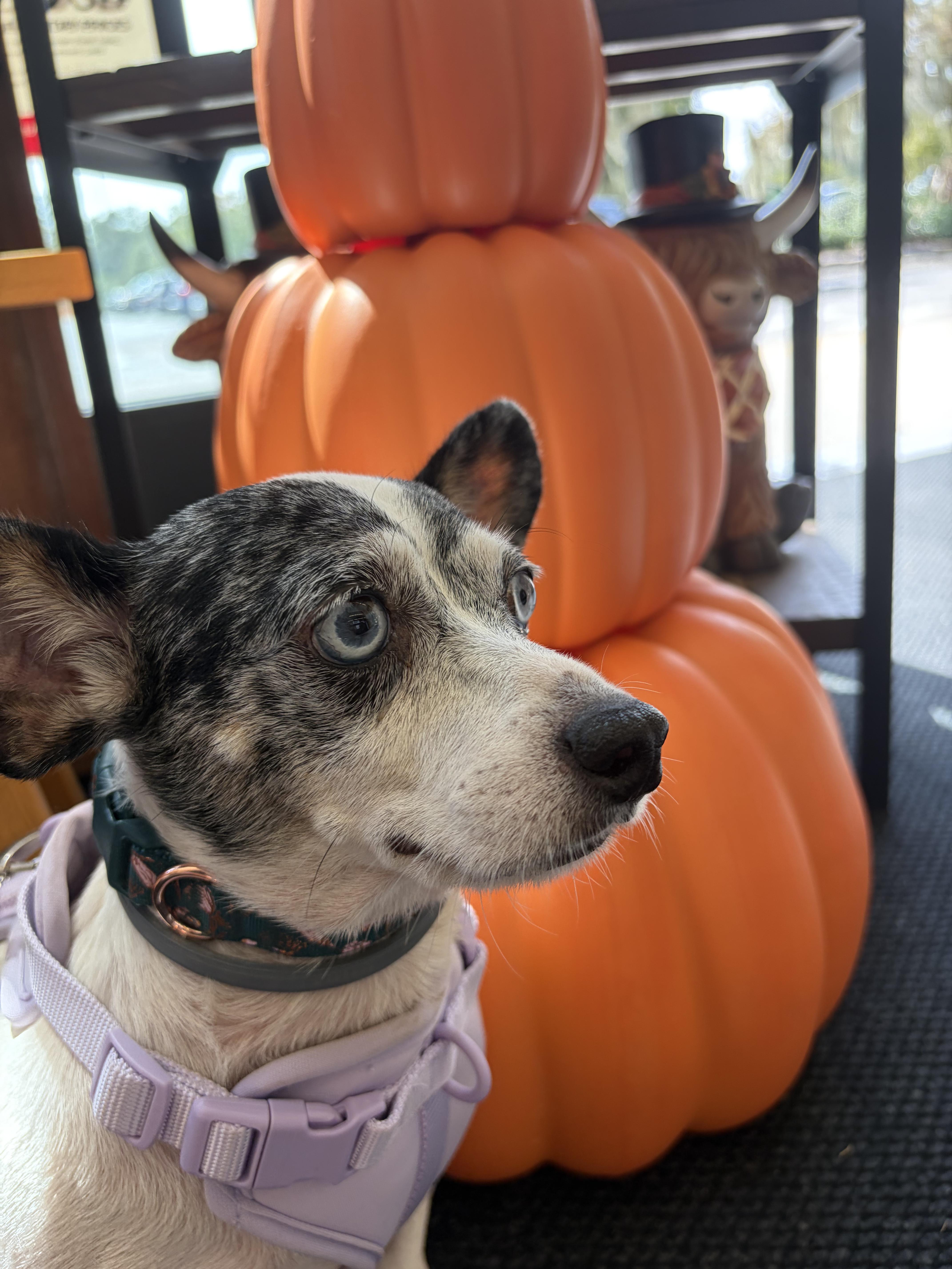 An adult small-sized male Jack Russell Terrier dog named Radar for adoption in Savannah, GA