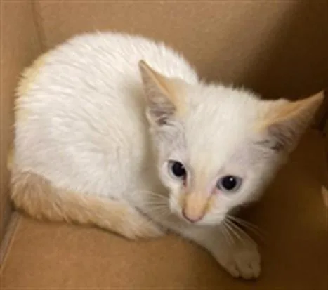 A baby small-sized male Domestic Short Hair cat named Mr. Black for adoption in Sacramento, CA