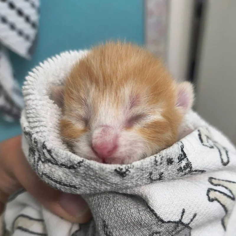 A baby small-sized male Orange / Red Domestic Short Hair cat named Buffalo Trace for adoption in Leander, TX