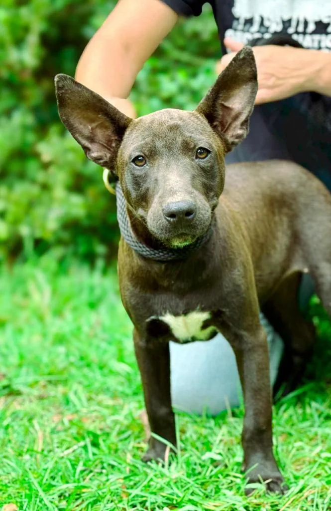 A baby medium-sized female Pit Bull Terrier dog named Betty for adoption in Macon, GA