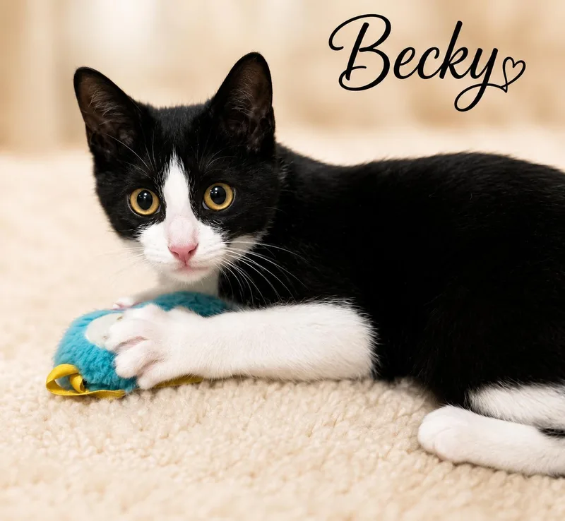 A young medium-sized female Tuxedo cat named Becky for adoption in Greenville, DE