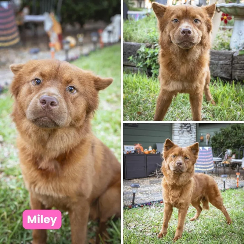 Miley Fka Indi thumbnail 3