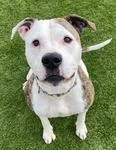 An adult large-sized female White / Cream Mixed Breed dog named Sury for adoption in Logan, IA