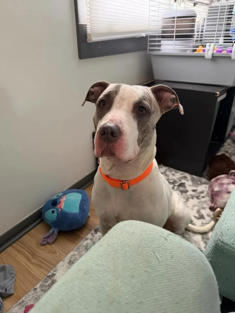 An adult large-sized female Great Dane dog named Stardust for adoption in Plain City, OH