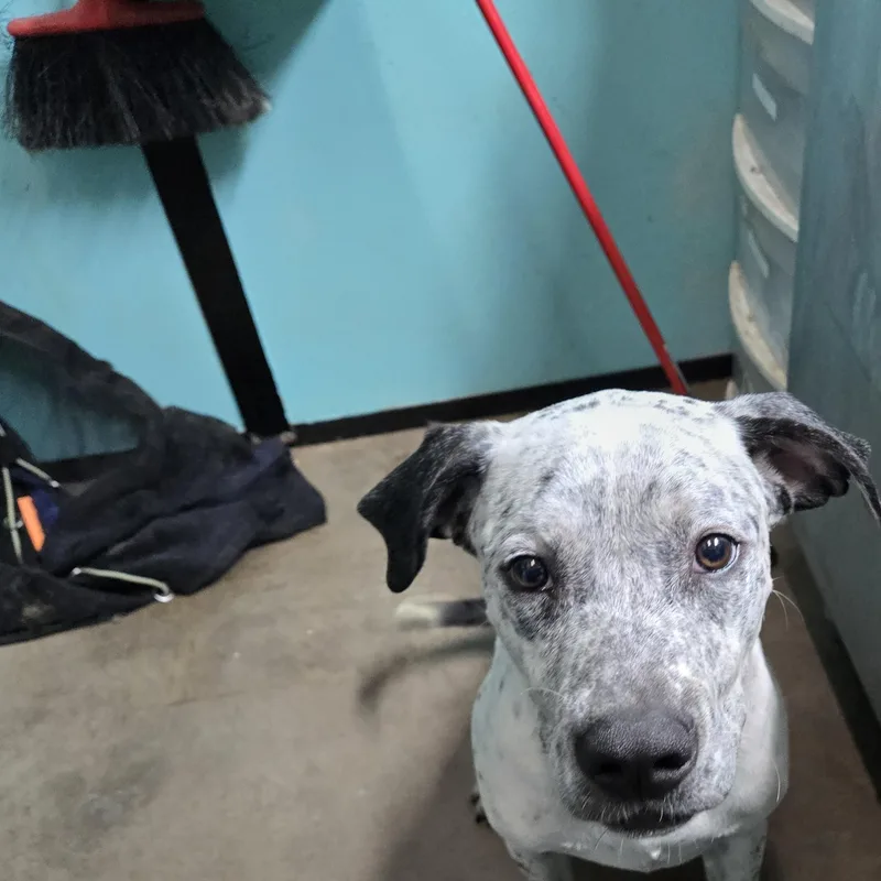 A young large-sized male Black Pit Bull Terrier dog named Vinny for adoption in Graham, TX