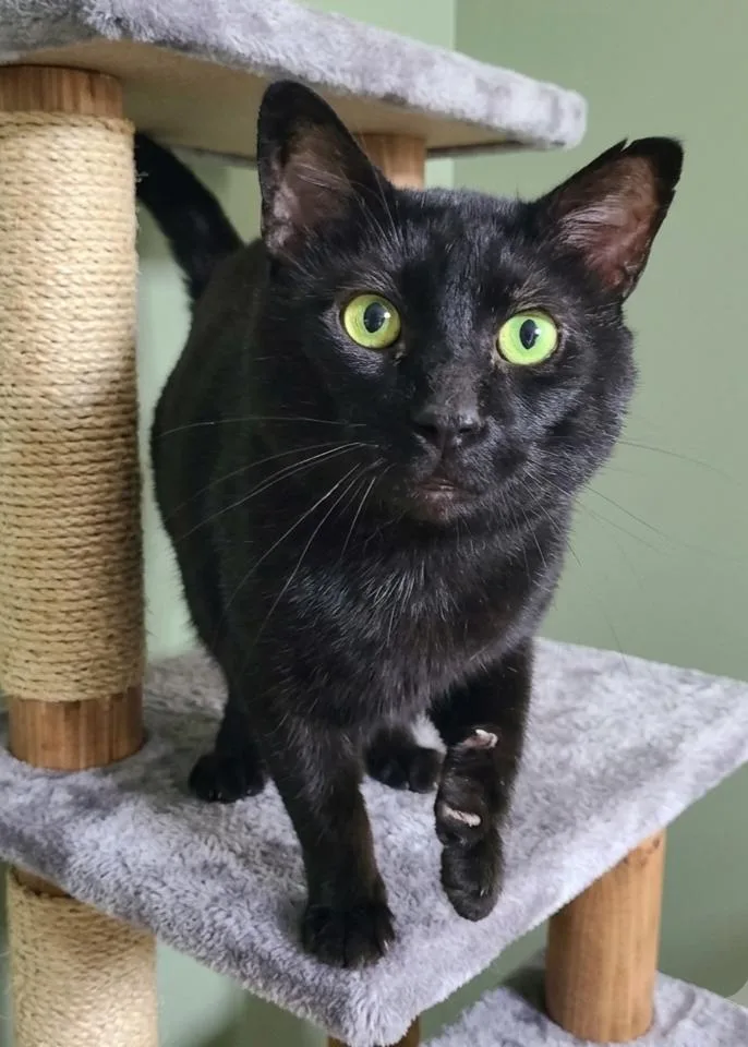 An adult large-sized male Black Domestic Short Hair cat named Velcro Jippey for adoption in Barron, WI