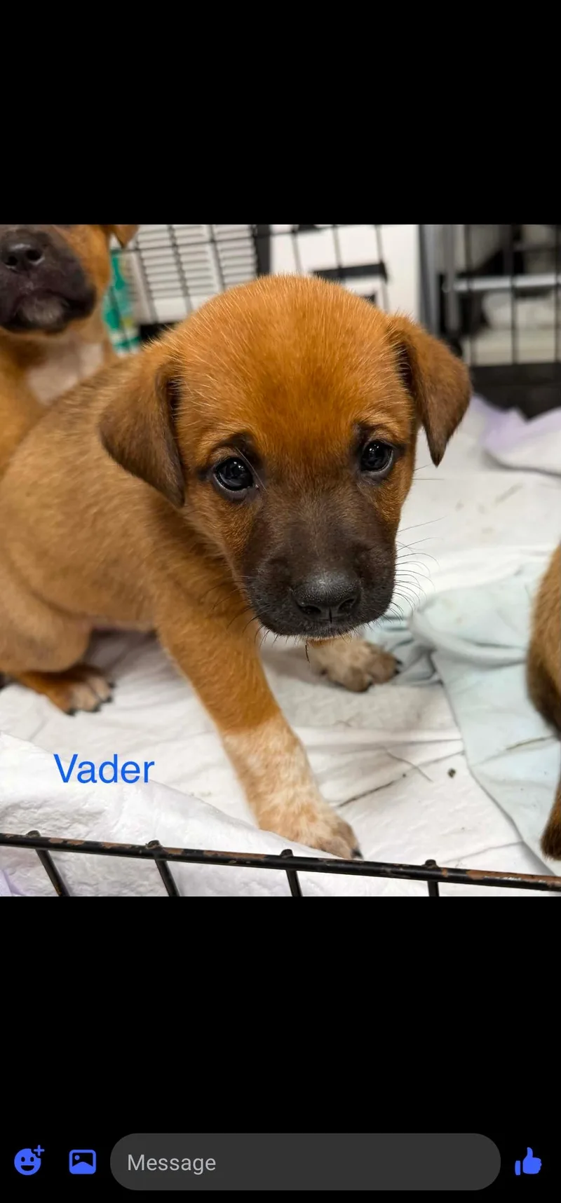 A baby large-sized male Golden Black Mouth Cur dog named Vader for adoption in Semmes, AL