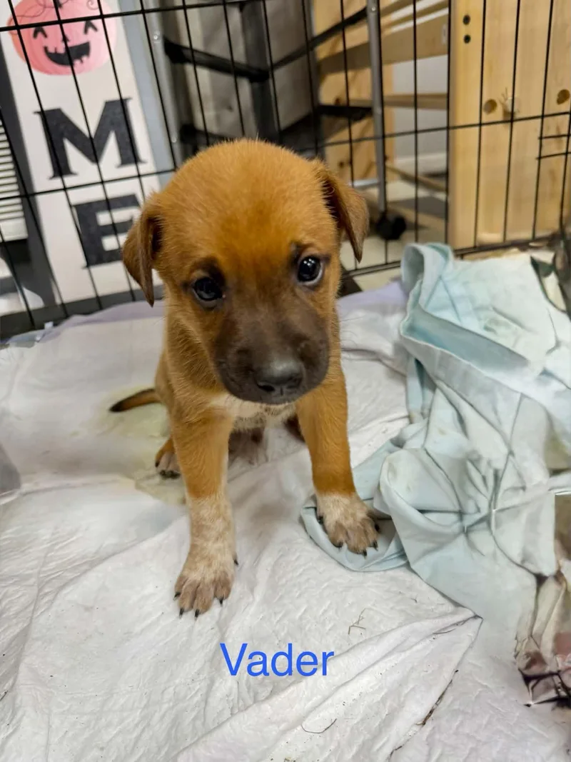 Vader thumbnail 2