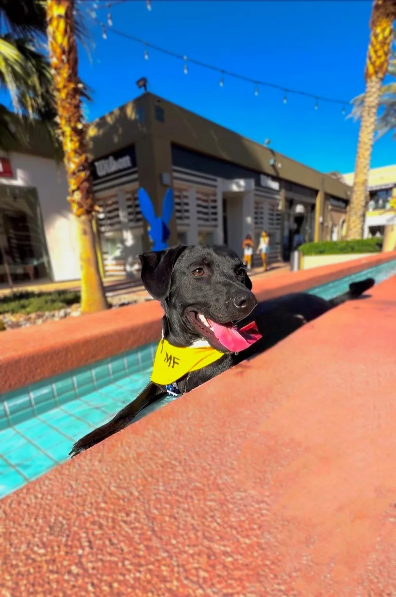 A baby medium-sized male Labrador Retriever dog named Cash for adoption in santa monica, CA