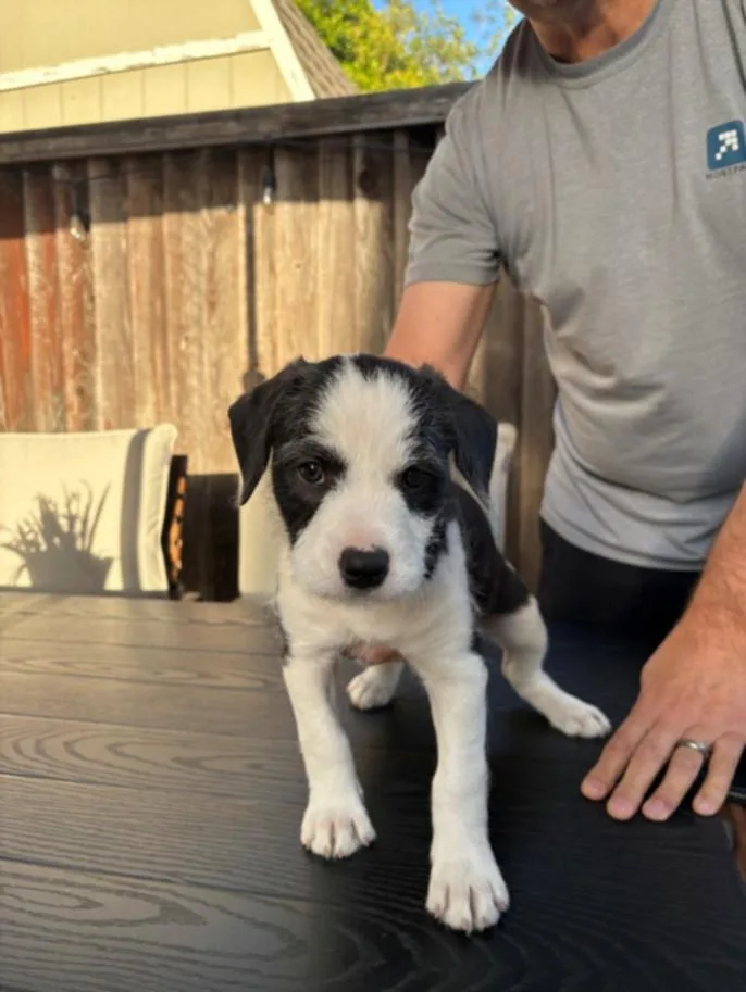 A baby small-sized male Staffordshire Bull Terrier dog named Liam for adoption in Santa Cruz, CA