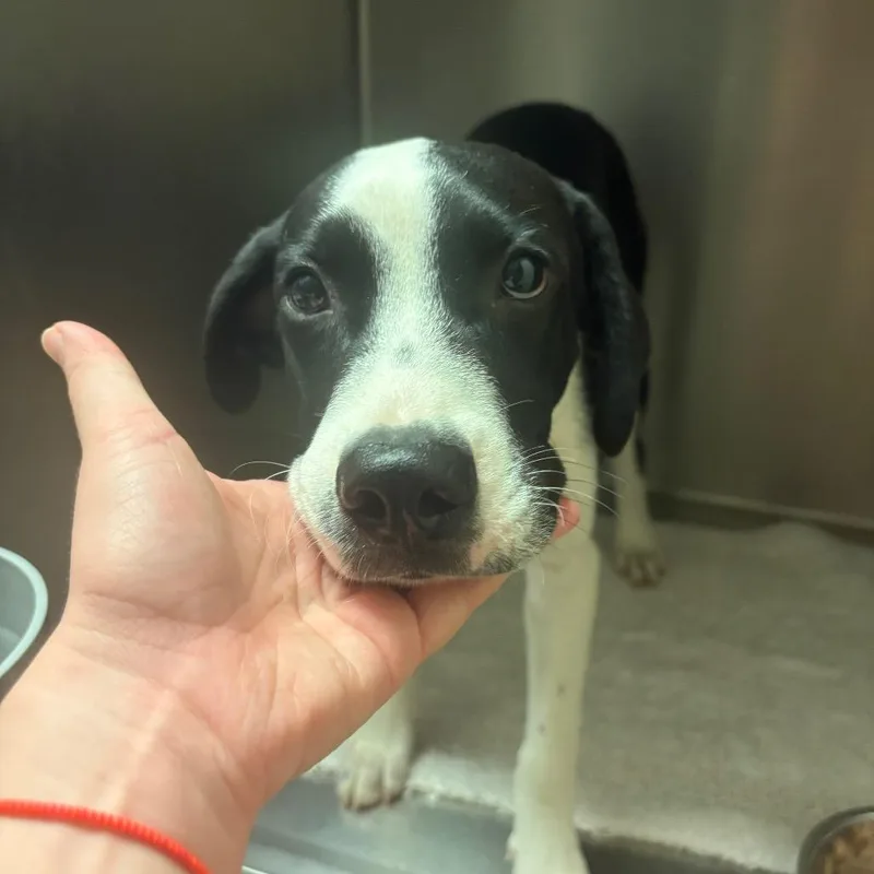 A baby medium-sized male Black Mixed Breed dog named Raymond for adoption in Independence, KS