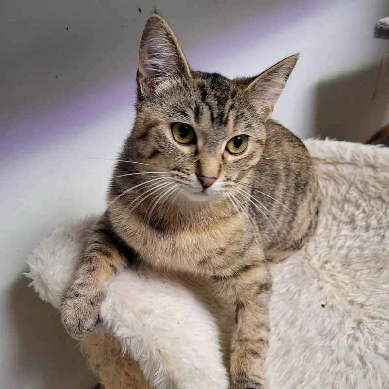 A young small-sized female Torbie Domestic Short Hair cat named Maraschino for adoption in South Elgin, IL