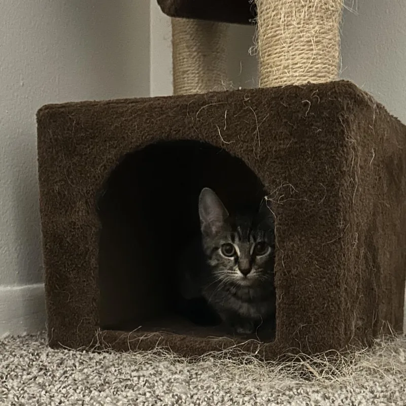 A baby small-sized female Brown / Chocolate Domestic Short Hair cat named Barbie for adoption in West Olive, MI
