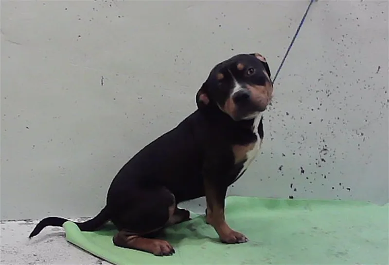 A young medium-sized male Staffordshire Bull Terrier dog named Goose for adoption in Houston, TX