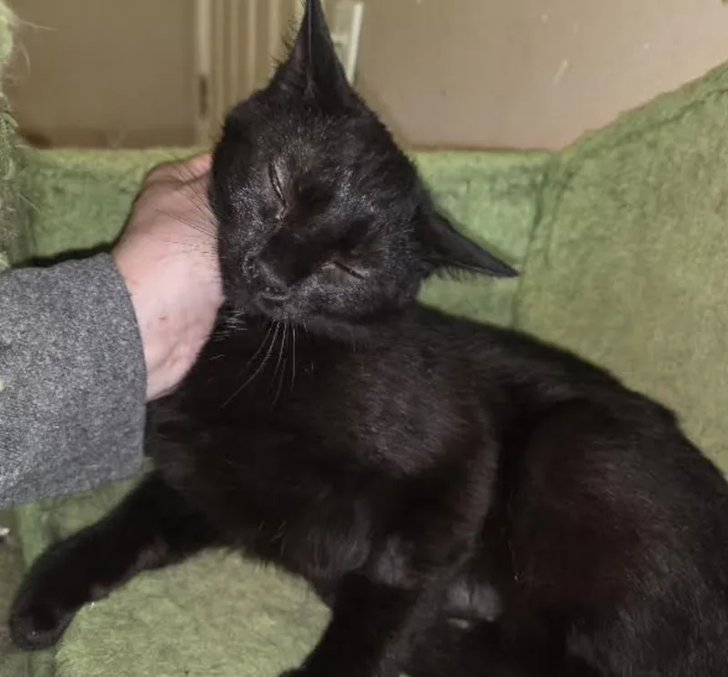 A baby medium-sized female Black Domestic Short Hair cat named Claire for adoption in Cincinnati, OH