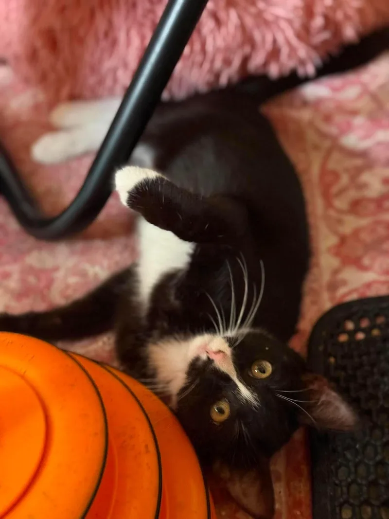 A baby medium-sized male Black & White / Tuxedo Domestic Short Hair cat named Vino for adoption in Aberdeen, NC