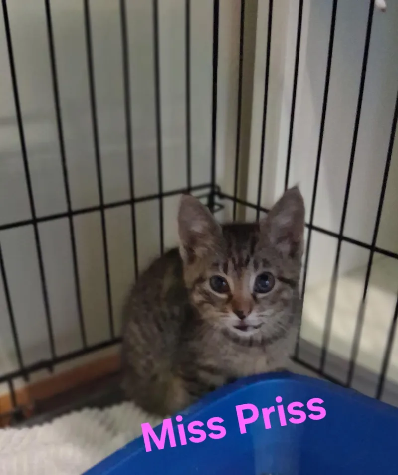 A baby small-sized female Domestic Medium Hair cat named Miss Priss for adoption in Lynchburg, TN