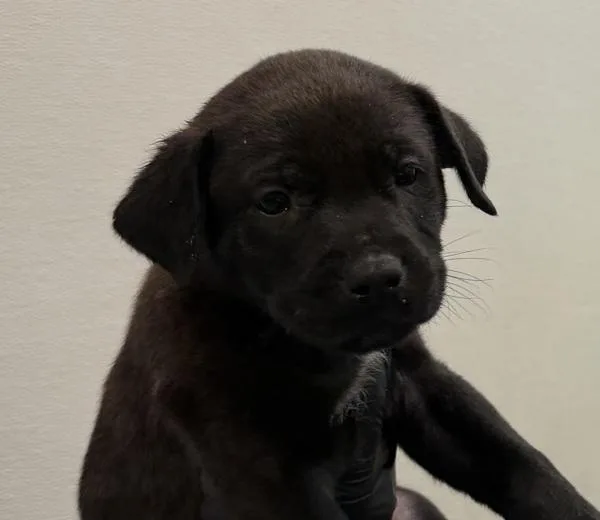 A baby medium-sized male Labrador Retriever dog named Bryce for adoption in San Diego, CA