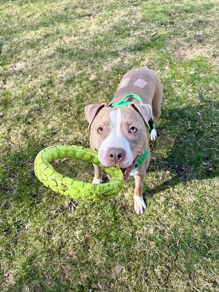 Heather Locklear thumbnail 2