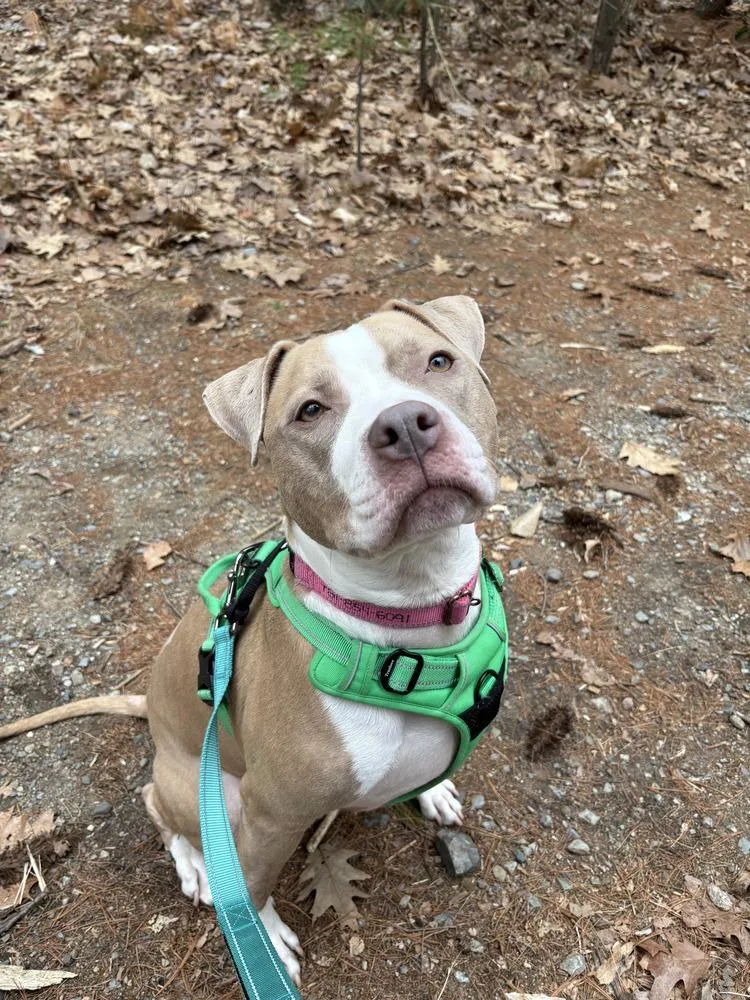 Heather Locklear thumbnail 4