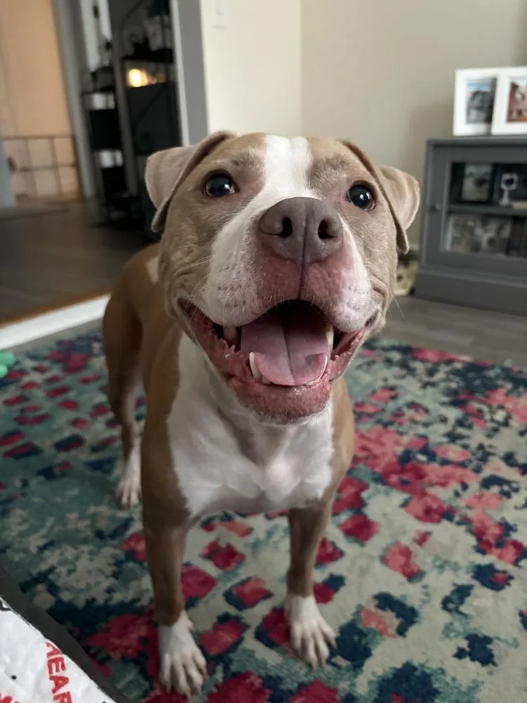 Heather Locklear thumbnail 5