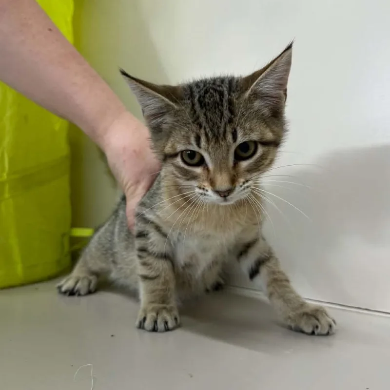 A baby small-sized female Torbie Domestic Short Hair cat named Chile for adoption in West Point, MS