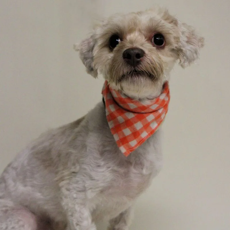 A senior small-sized male White / Cream Bichon Frise dog named Waffle for adoption in Washington, DC