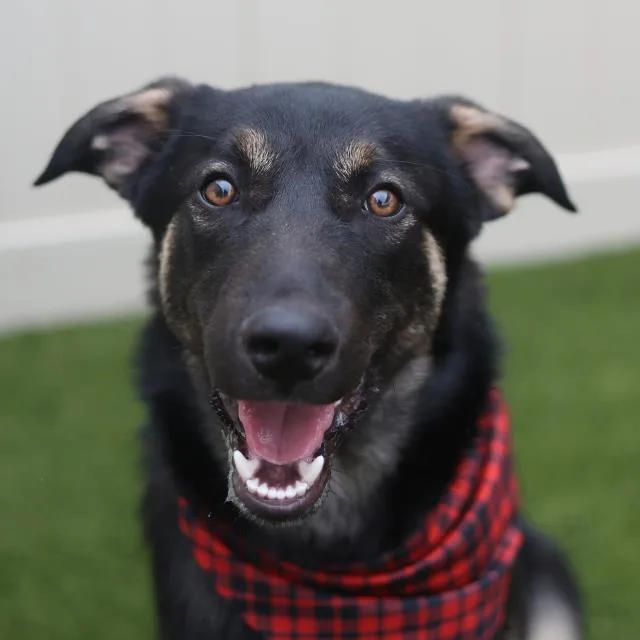 A young medium-sized male German Shepherd Dog dog named Boris for adoption in San Antonio, TX
