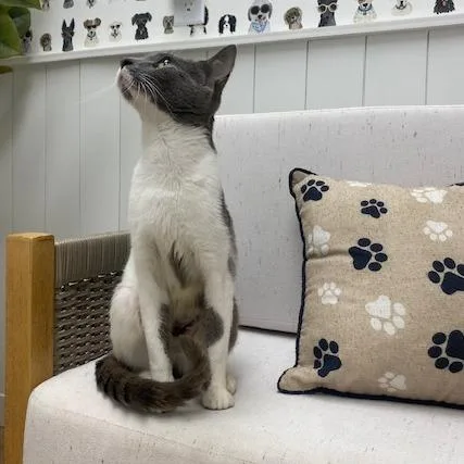 A young medium-sized female Gray / Blue / Silver Domestic Short Hair cat named Gisele for adoption in Chesapeake, VA