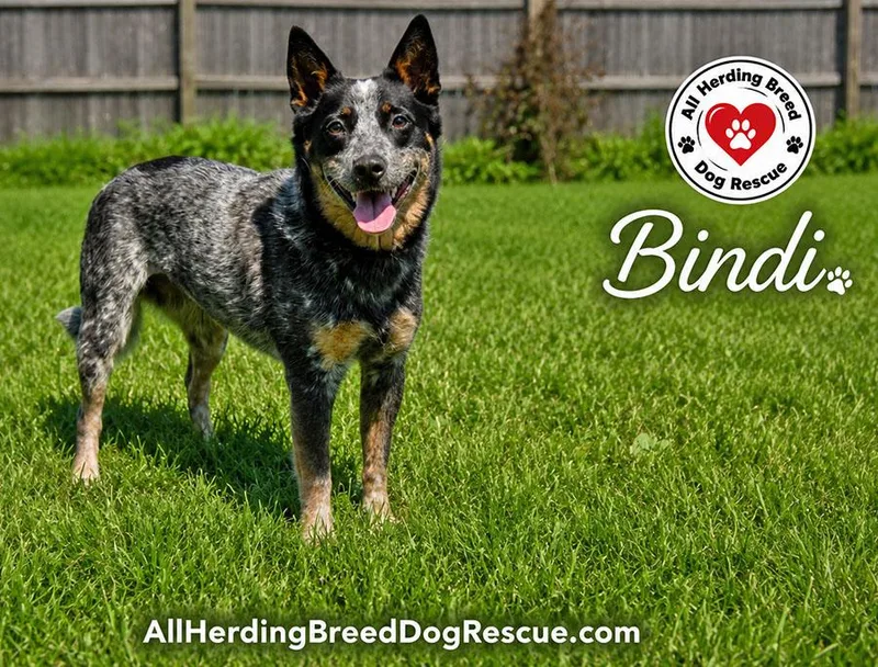 A young small-sized female Gray / Blue / Silver Australian Cattle Dog / Blue Heeler dog named Bindi for adoption in Joliet, IL