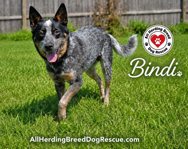 Bindi thumbnail 2