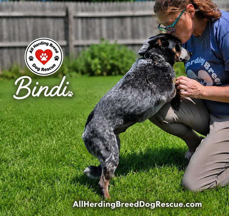 Bindi thumbnail 3