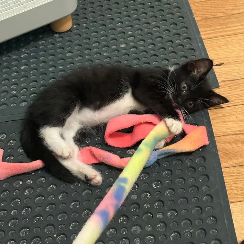 A baby small-sized female Black Domestic Short Hair cat named Snowy for adoption in Evanston, IL