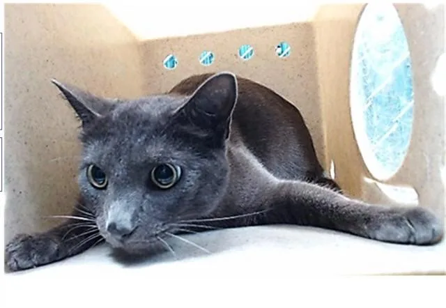 An adult large-sized male Domestic Short Hair cat named Shadow for adoption in Downey, CA