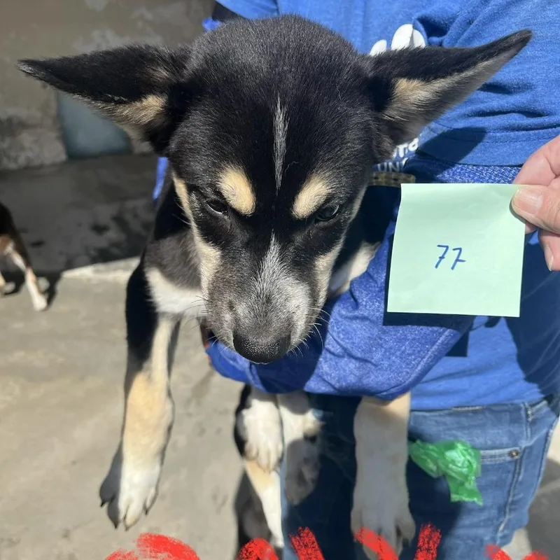 Onyx thumbnail 2