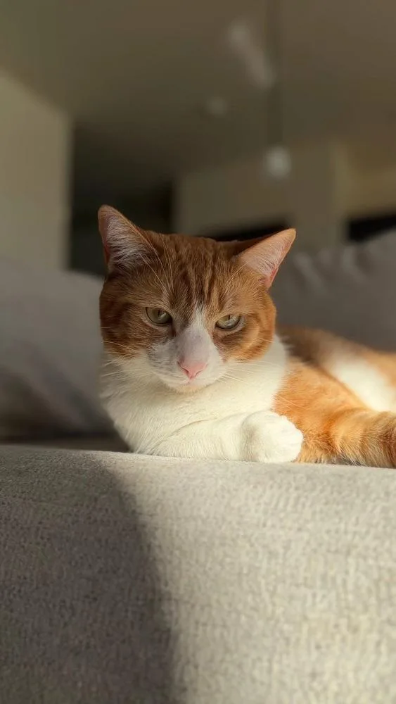 An adult large-sized female Orange & White Domestic Short Hair cat named Almond for adoption in Union Grove, WI