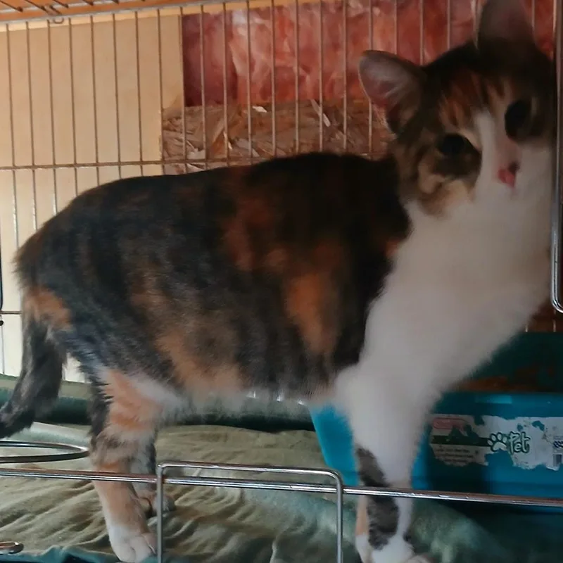 An adult medium-sized female Domestic Short Hair cat named Luna for adoption in Lonsdale, AR