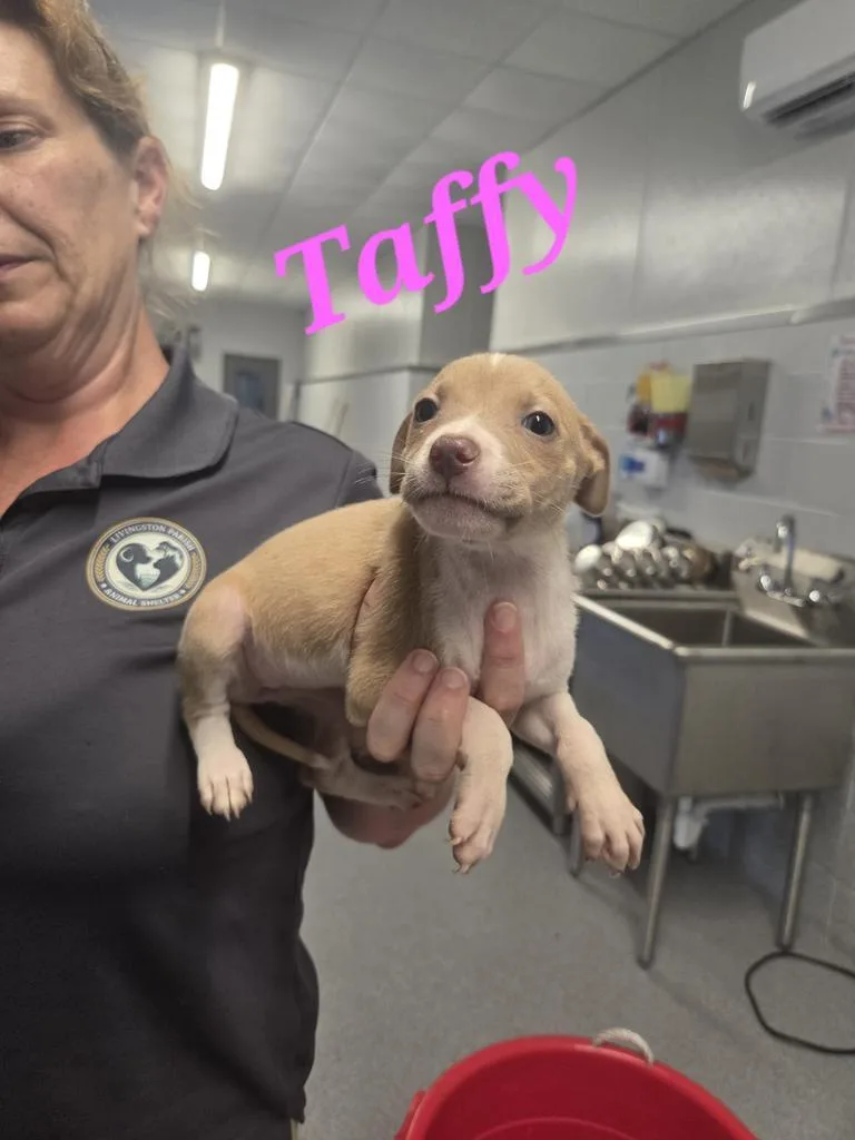 A baby medium-sized female Affenpinscher dog named Taffy for adoption in Livingston, LA