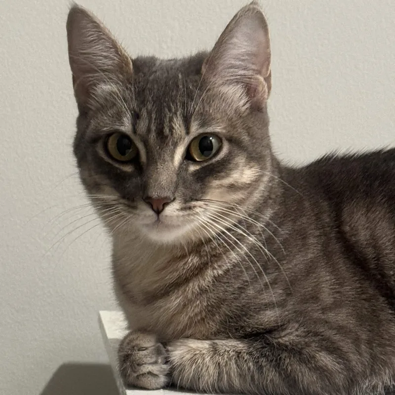 A young medium-sized female Tabby (Gray / Blue / Silver) Domestic Short Hair cat named Athena for adoption in Weehawken, NJ