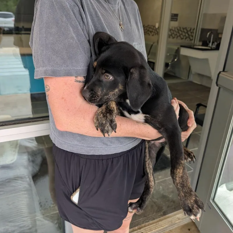 A young small-sized male Black Mixed Breed dog named Mark for adoption in Austin, TX