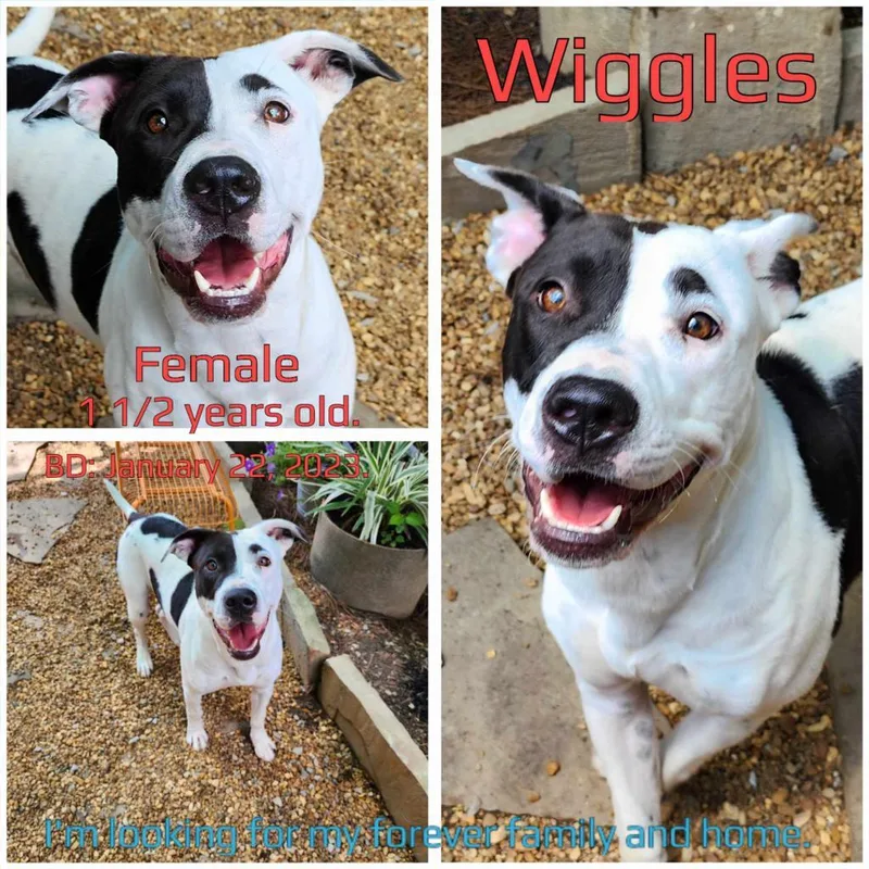 Wiggles