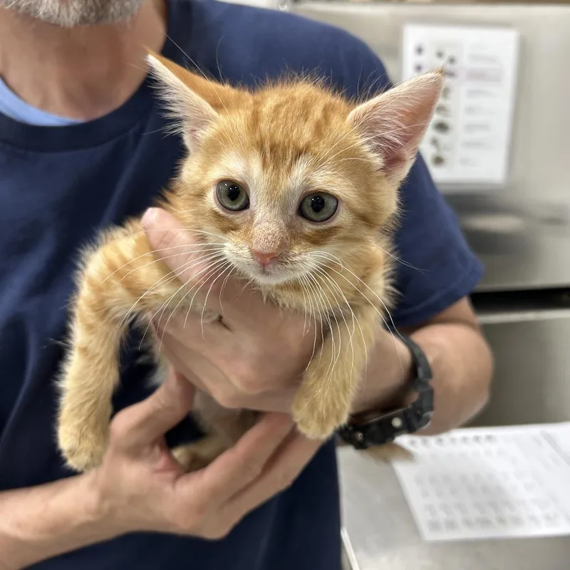 A baby small-sized male Orange / Red Domestic Short Hair cat named Muriel for adoption in Newark, NJ