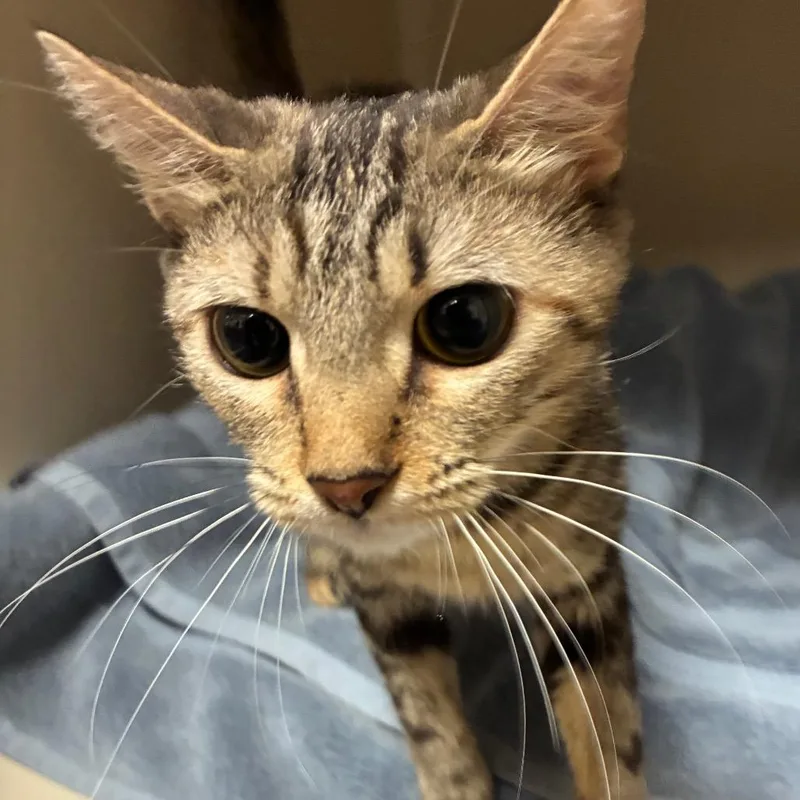 An adult medium-sized female Torbie Domestic Short Hair cat named Freckles for adoption in Yuma, AZ
