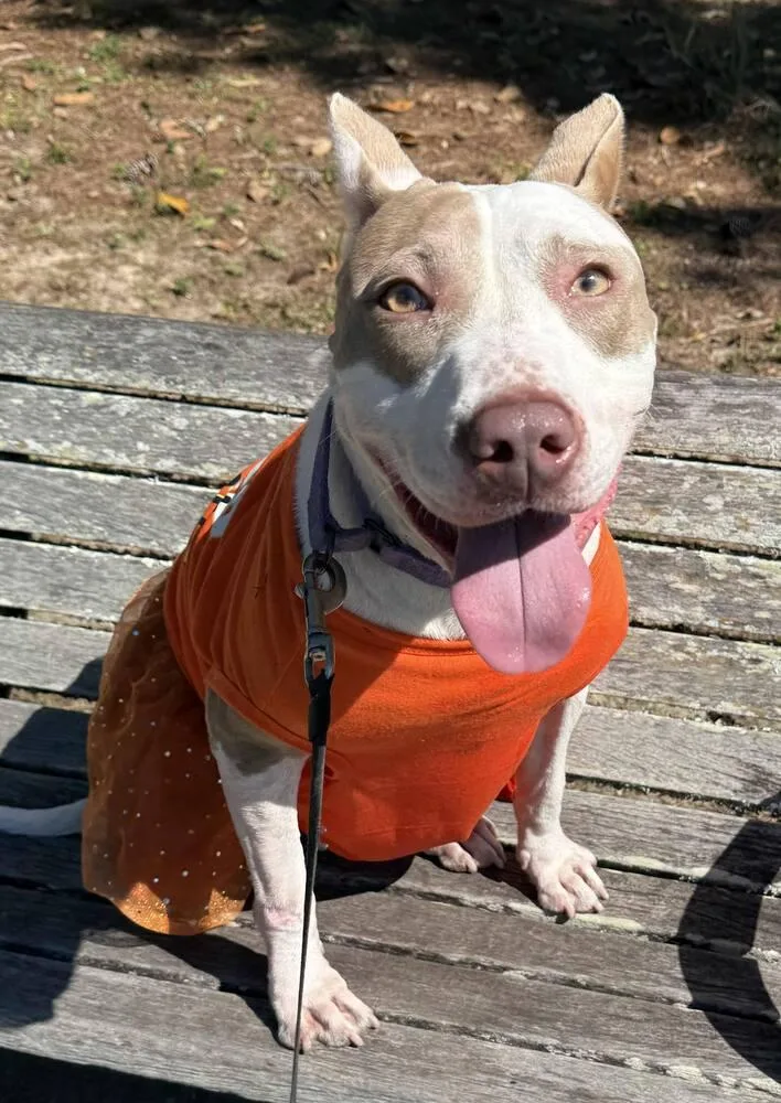 A young medium-sized female Tricolor (Brown, Black, & White) Staffordshire Bull Terrier dog named Aria for adoption in Milton, FL