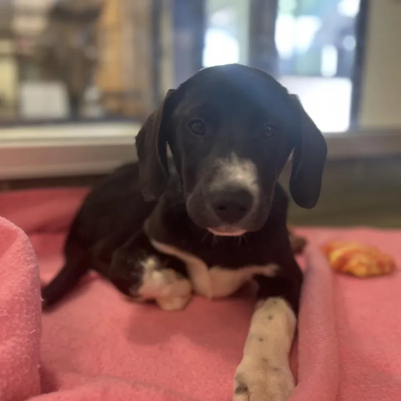 A baby medium-sized male Black Labrador Retriever dog named Koga for adoption in Charlottesville, VA