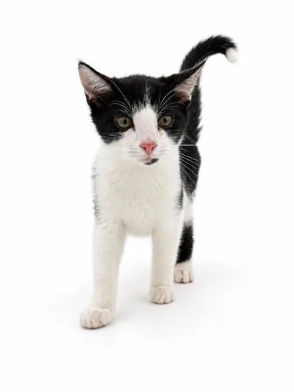 A young medium-sized male Domestic Short Hair cat named Almond for adoption in Bowling Green, KY