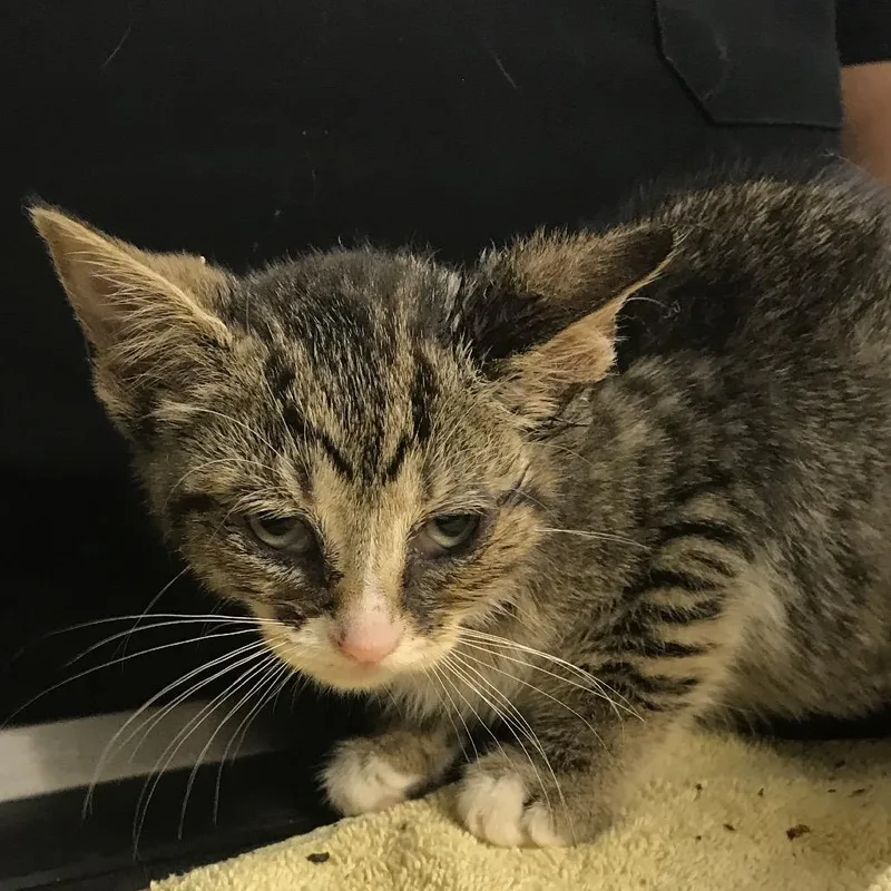 A baby small-sized female Brown / Chocolate Domestic Short Hair cat named Rico Nasty for adoption in Newark, NJ