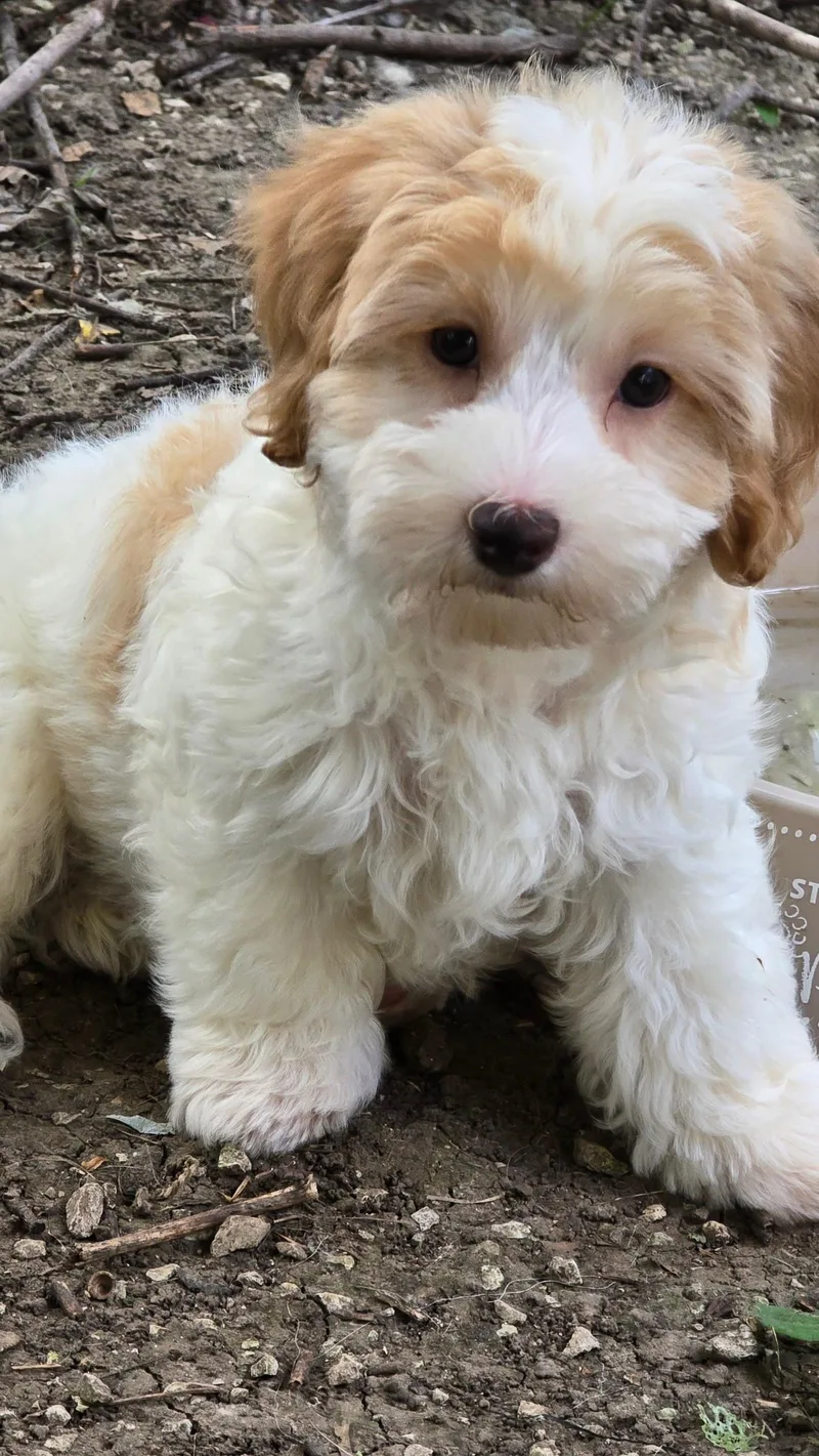 Daisy
