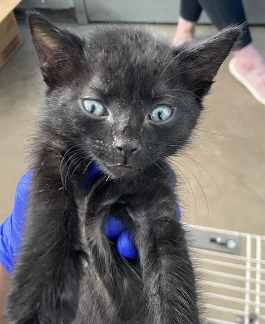 A baby medium-sized male Domestic Short Hair cat named Black Velvet for adoption in Dallas, TX
